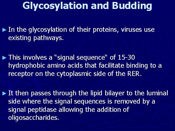 Glycosylation and Budding ► In the glycosylation of their proteins, viruses use existing pathways.