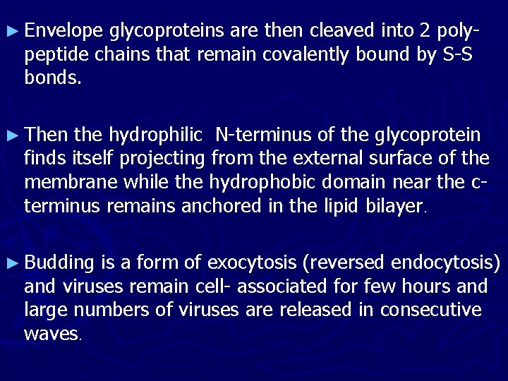 ► Envelope glycoproteins are then cleaved into 2 polypeptide chains that remain covalently bound