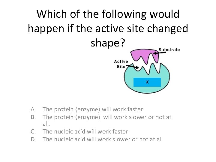 Which of the following would happen if the active site changed shape? X A. Which of the following would happen if the active site changed shape? X A.