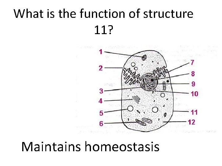 What is the function of structure 11? Maintains homeostasis What is the function of structure 11? Maintains homeostasis