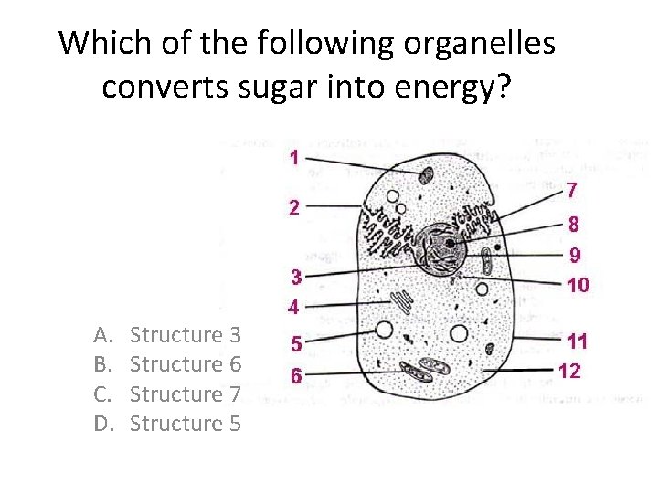 Which of the following organelles converts sugar into energy? A. B. C. D. Structure Which of the following organelles converts sugar into energy? A. B. C. D. Structure