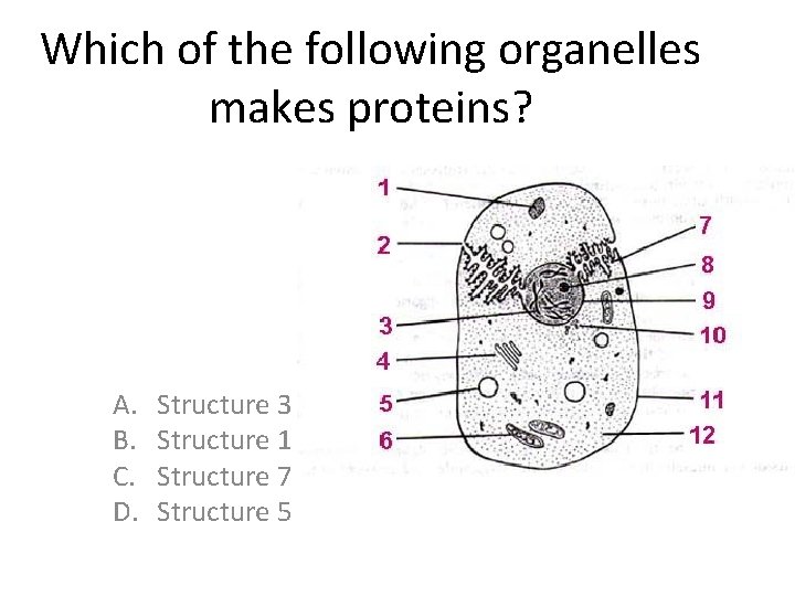 Which of the following organelles makes proteins? A. B. C. D. Structure 3 Structure Which of the following organelles makes proteins? A. B. C. D. Structure 3 Structure