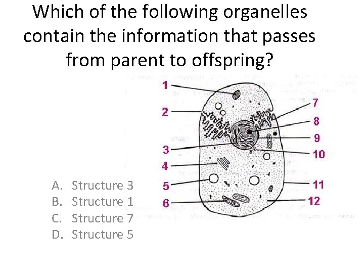 Which of the following organelles contain the information that passes from parent to offspring? Which of the following organelles contain the information that passes from parent to offspring?