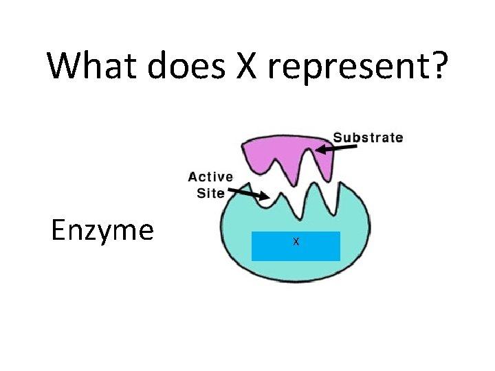What does X represent? Enzyme X What does X represent? Enzyme X