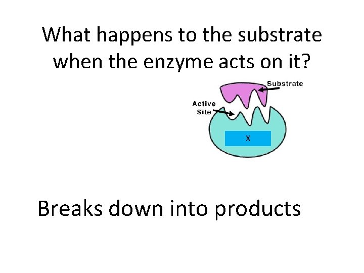 What happens to the substrate when the enzyme acts on it? X Breaks down What happens to the substrate when the enzyme acts on it? X Breaks down