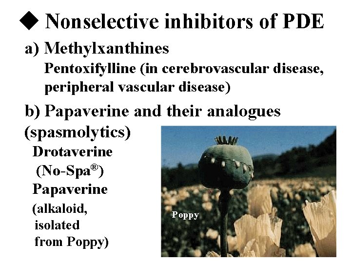  Nonselective inhibitors of PDE a) Methylxanthines Pentoxifylline (in cerebrovascular disease, peripheral vascular disease)