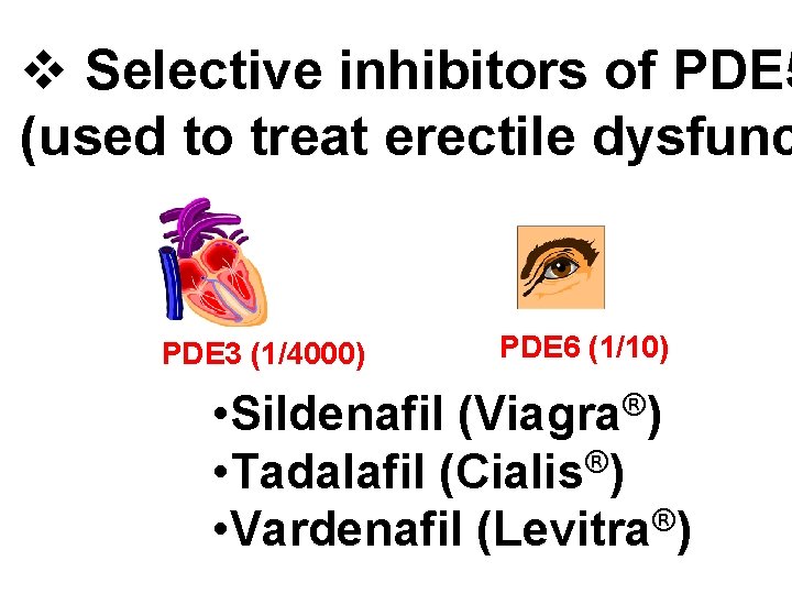 v Selective inhibitors of PDE 5 (used to treat erectile dysfunc PDE 3 (1/4000)