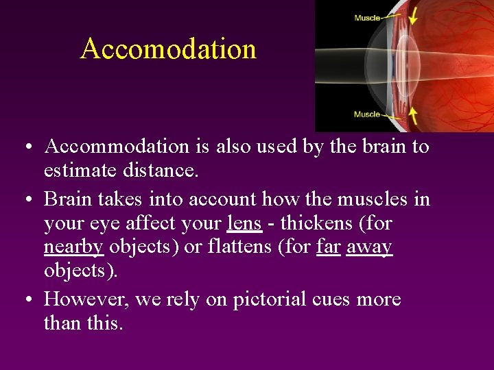 Accomodation • Accommodation is also used by the brain to estimate distance. • Brain