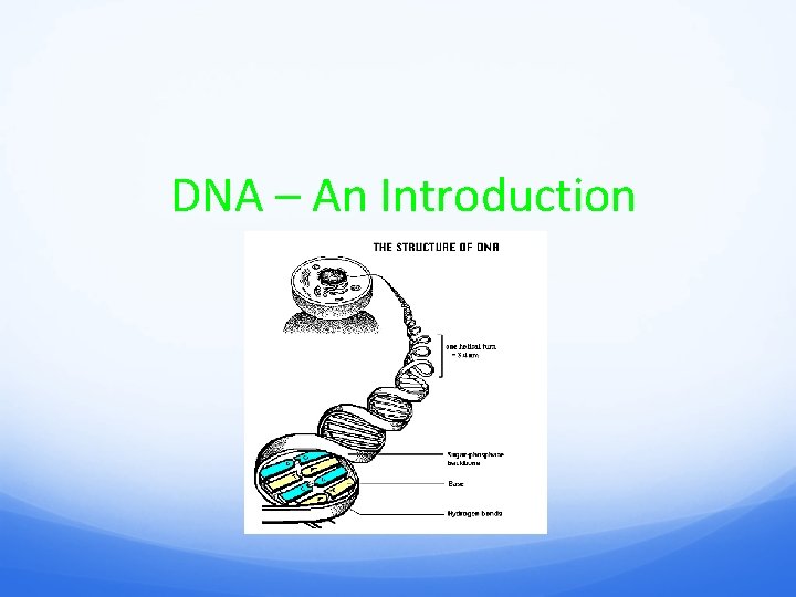 DNA – An Introduction 