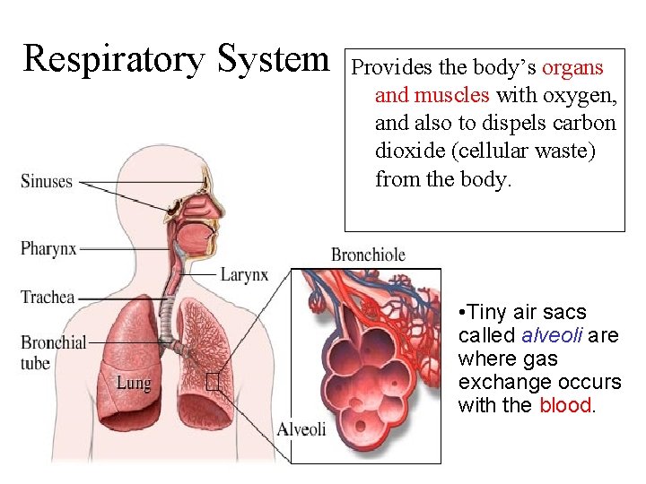 Respiratory System Provides the body’s organs and muscles with oxygen, and also to dispels