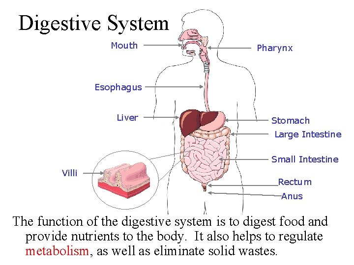 Digestive System Mouth Pharynx Esophagus Liver Stomach Large Intestine Small Intestine Villi Rectum Anus