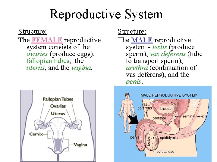 Reproductive System Structure: The FEMALE reproductive system consists of the ovaries (produce eggs), fallopian