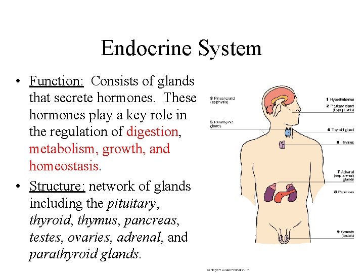 Endocrine System • Function: Consists of glands that secrete hormones. These hormones play a