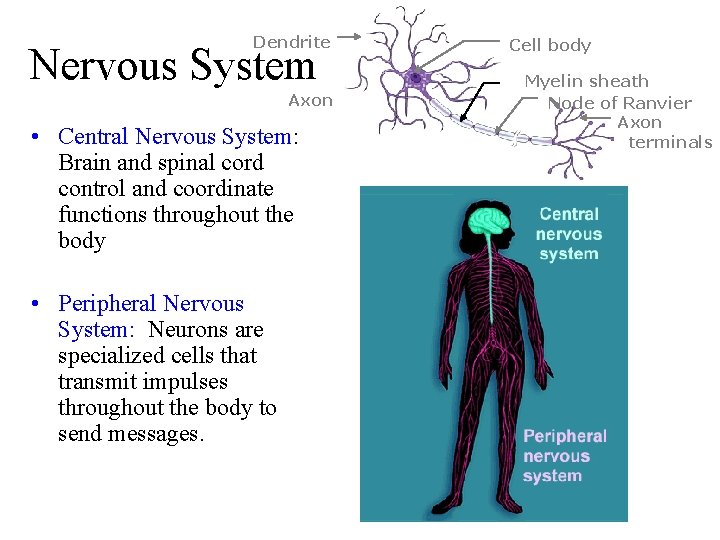 Dendrite Nervous System Axon • Central Nervous System: Brain and spinal cord control and
