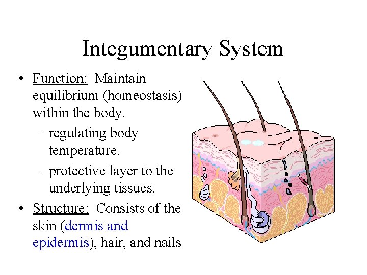 Integumentary System • Function: Maintain equilibrium (homeostasis) within the body. – regulating body temperature.