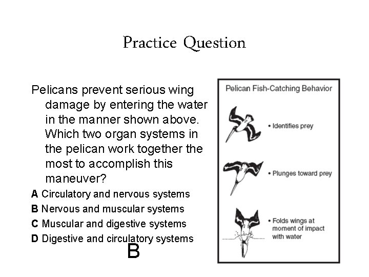 Practice Question Pelicans prevent serious wing damage by entering the water in the manner