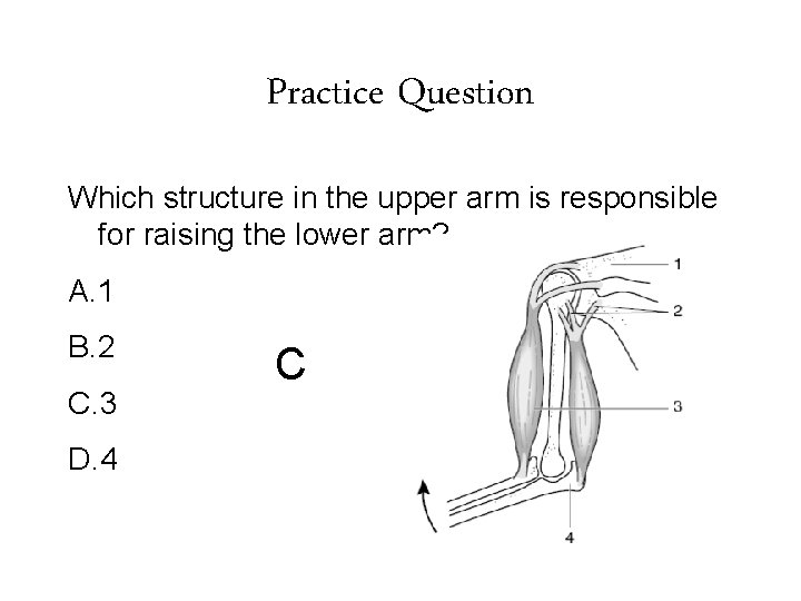 Practice Question Which structure in the upper arm is responsible for raising the lower