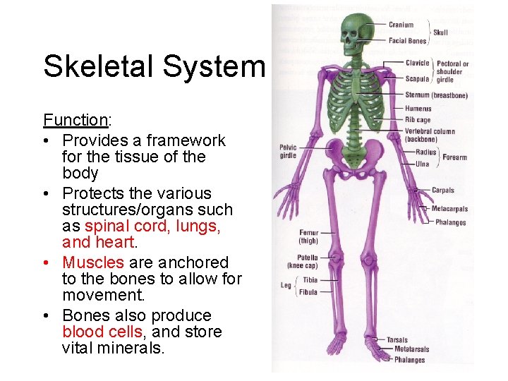 Skeletal System Function: • Provides a framework for the tissue of the body •