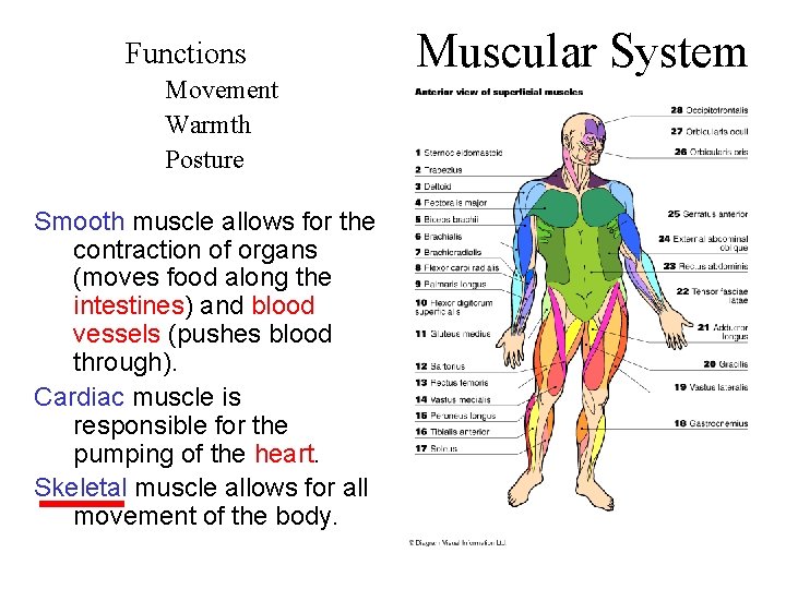 Functions Movement Warmth Posture Smooth muscle allows for the contraction of organs (moves food