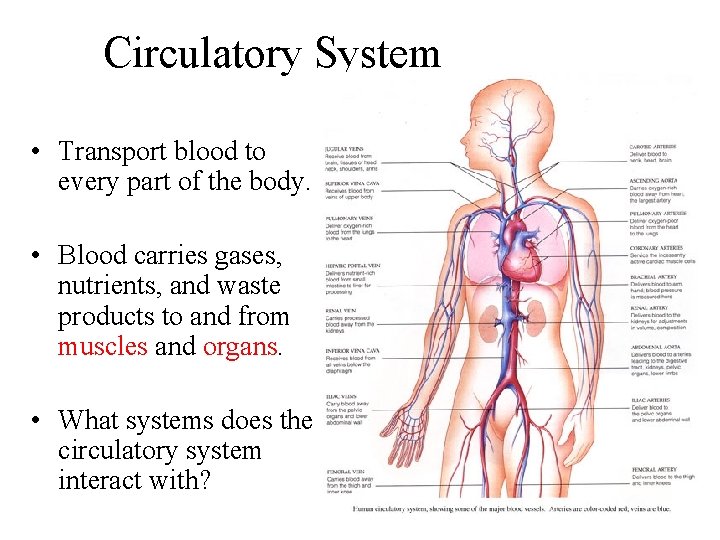 Circulatory System • Transport blood to every part of the body. • Blood carries