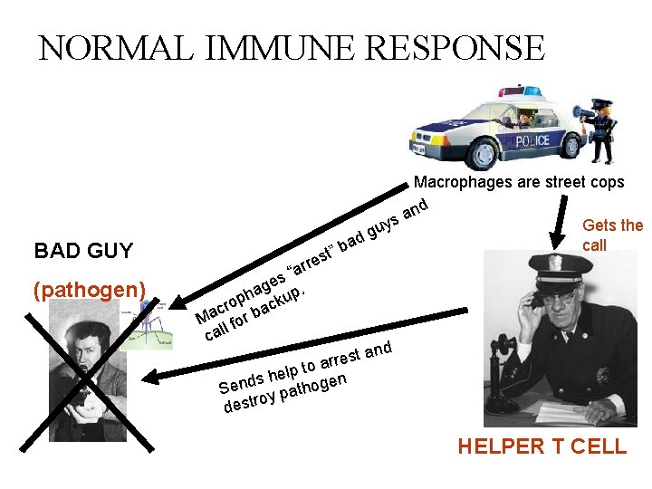 NORMAL IMMUNE RESPONSE Macrophages are street cops y nd a s BAD GUY (pathogen)