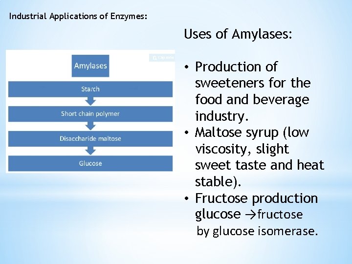 Industrial Applications of Enzymes: Uses of Amylases: • Production of sweeteners for the food