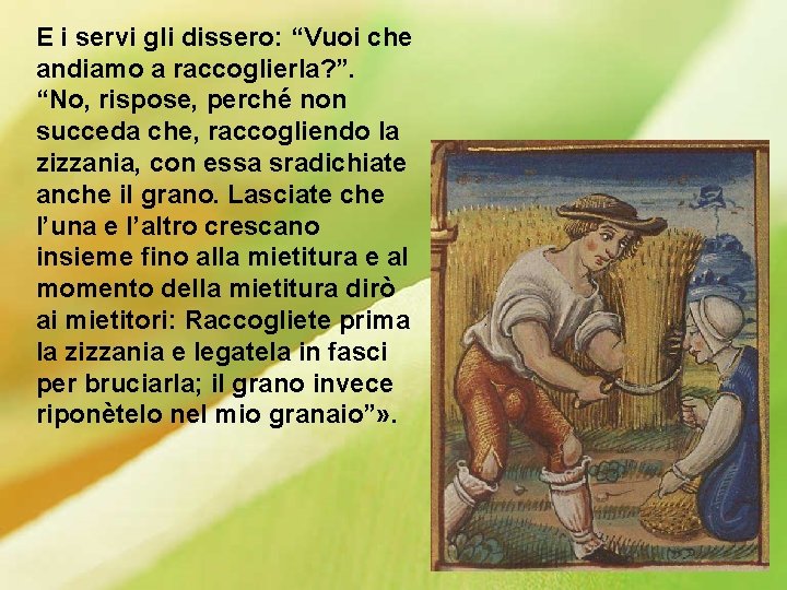 E i servi gli dissero: “Vuoi che andiamo a raccoglierla? ”. “No, rispose, perché