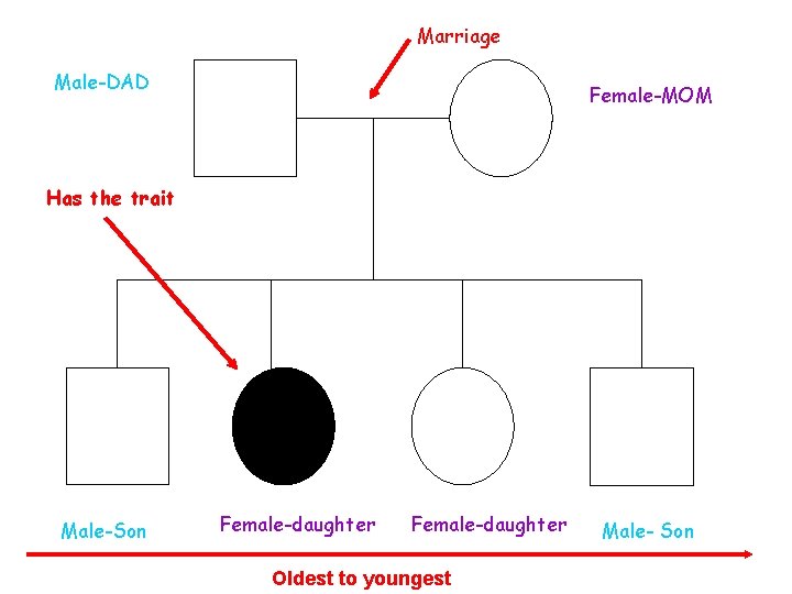 Marriage Male-DAD Female-MOM Has the trait Male-Son Female-daughter Oldest to youngest Male- Son 