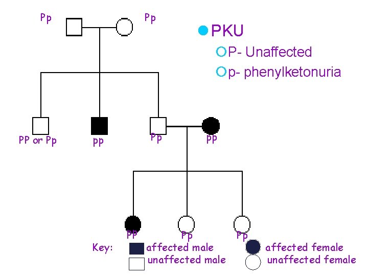 Pp Pp l PKU ¡P- Unaffected ¡p- phenylketonuria PP or Pp Pp pp pp