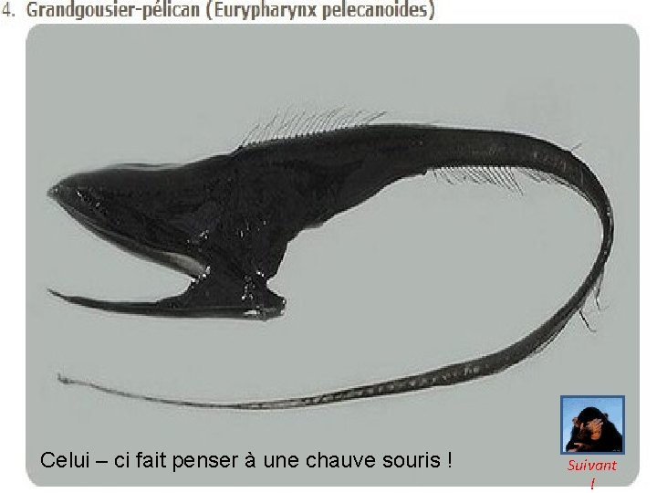 Celui – ci fait penser à une chauve souris ! Suivant ! 