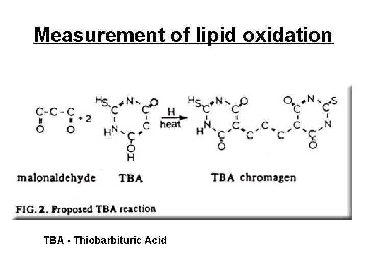 Measurement of lipid oxidation TBA - Thiobarbituric Acid 