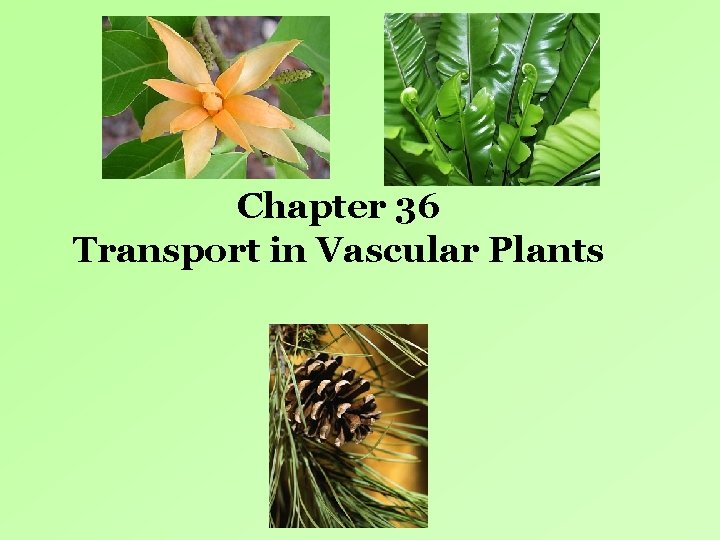 Chapter 36 Transport in Vascular Plants Chapter 36 Transport in Vascular Plants