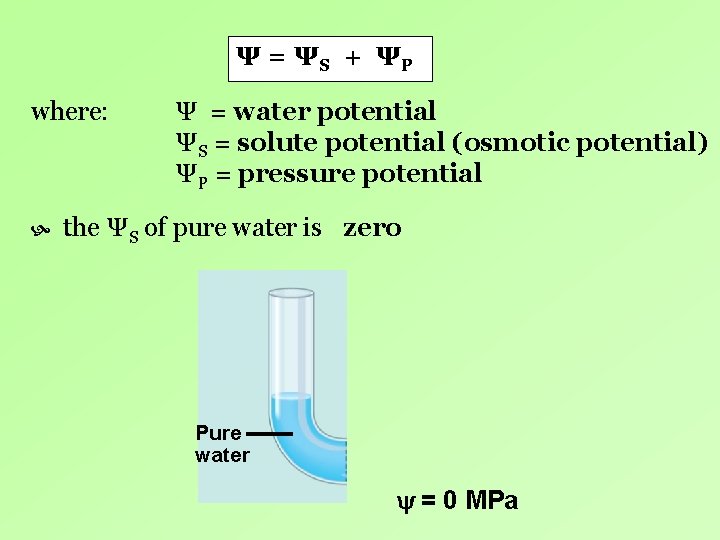 Ψ = ΨS + Ψ P where: Ψ = water potential ΨS = solute Ψ = ΨS + Ψ P where: Ψ = water potential ΨS = solute