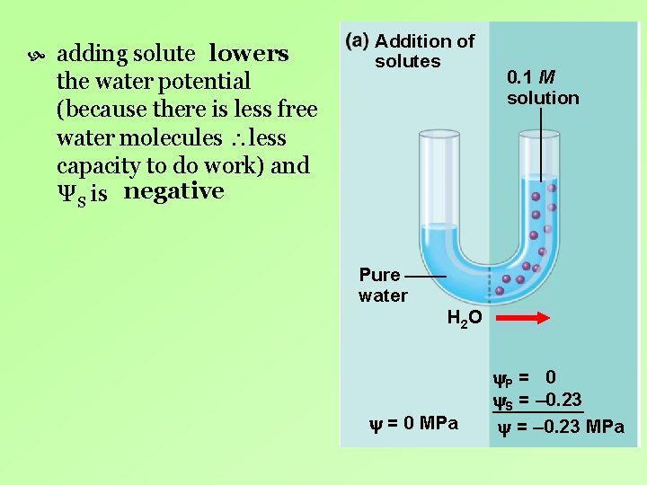 adding solute lowers the water potential (because there is less free water molecules adding solute lowers the water potential (because there is less free water molecules