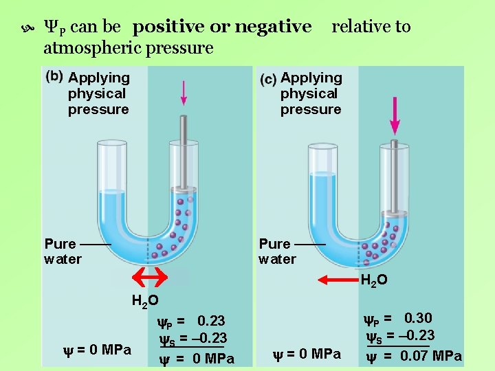ΨP can be positive or negative atmospheric pressure Applying physical pressure Pure water ΨP can be positive or negative atmospheric pressure Applying physical pressure Pure water