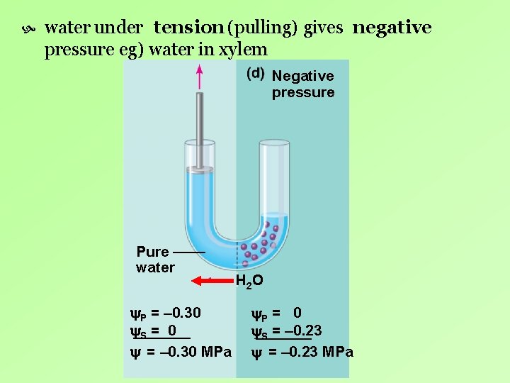 water under tension (pulling) gives negative pressure eg) water in xylem Negative pressure water under tension (pulling) gives negative pressure eg) water in xylem Negative pressure