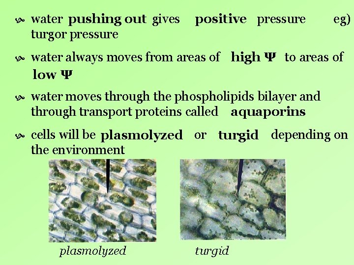 water pushing out gives turgor pressure water always moves from areas of high water pushing out gives turgor pressure water always moves from areas of high