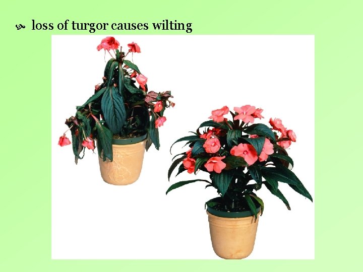 loss of turgor causes wilting loss of turgor causes wilting