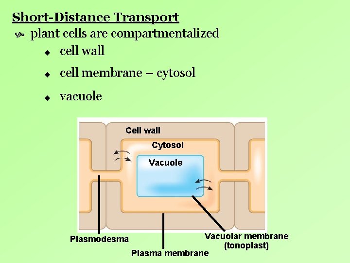 Short-Distance Transport plant cells are compartmentalized u cell wall u cell membrane – cytosol Short-Distance Transport plant cells are compartmentalized u cell wall u cell membrane – cytosol