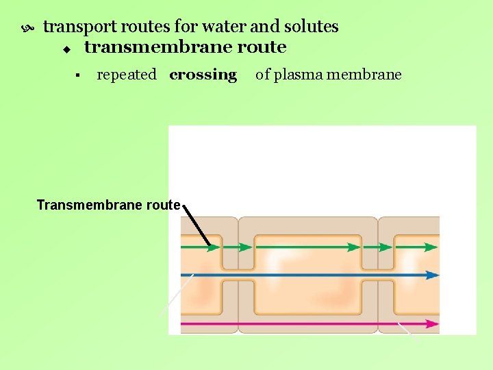 transport routes for water and solutes u transmembrane route § repeated crossing Transmembrane transport routes for water and solutes u transmembrane route § repeated crossing Transmembrane