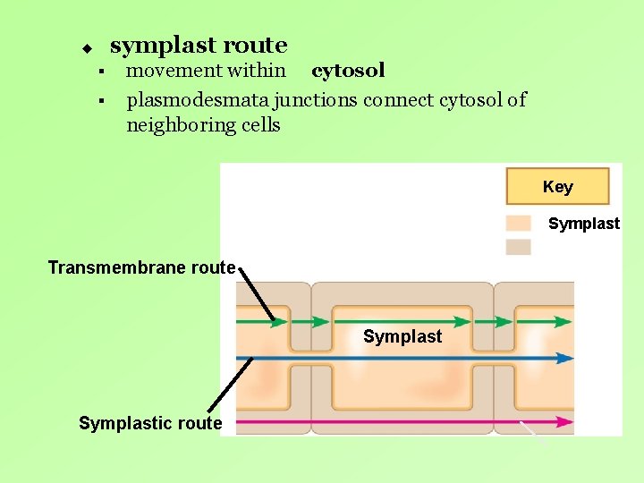 symplast route u § § movement within cytosol plasmodesmata junctions connect cytosol of neighboring symplast route u § § movement within cytosol plasmodesmata junctions connect cytosol of neighboring
