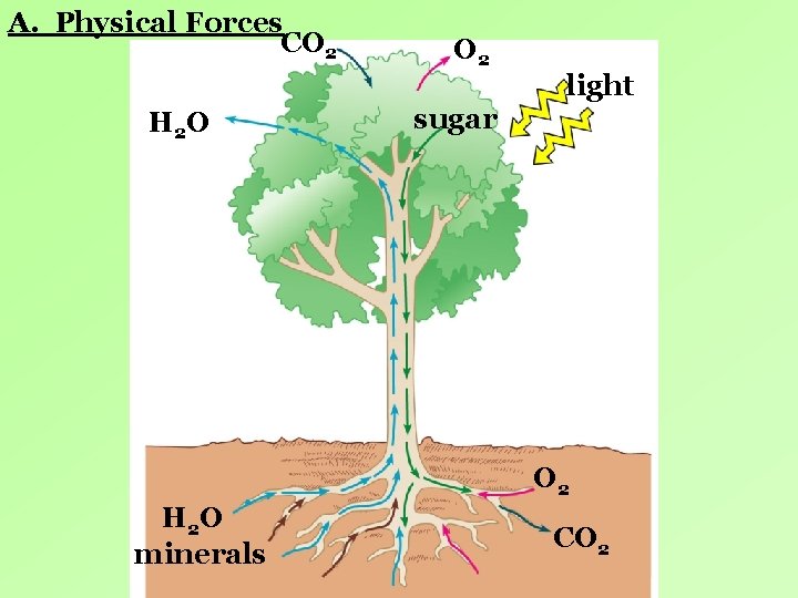 A. Physical Forces CO 2 H 2 O O 2 light sugar O 2 A. Physical Forces CO 2 H 2 O O 2 light sugar O 2