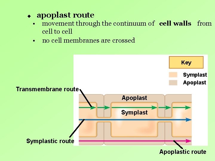 apoplast route u § § movement through the continuum of cell walls from cell apoplast route u § § movement through the continuum of cell walls from cell