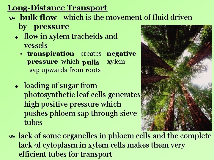 Long-Distance Transport bulk flow which is the movement of fluid driven by pressure u Long-Distance Transport bulk flow which is the movement of fluid driven by pressure u