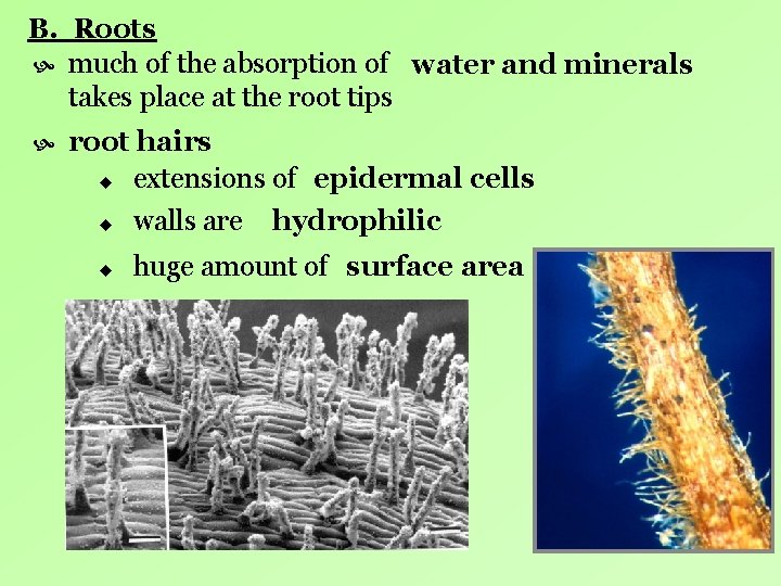 B. Roots much of the absorption of water and minerals takes place at the B. Roots much of the absorption of water and minerals takes place at the