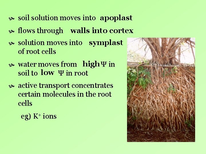 soil solution moves into apoplast flows through walls into cortex solution moves into soil solution moves into apoplast flows through walls into cortex solution moves into