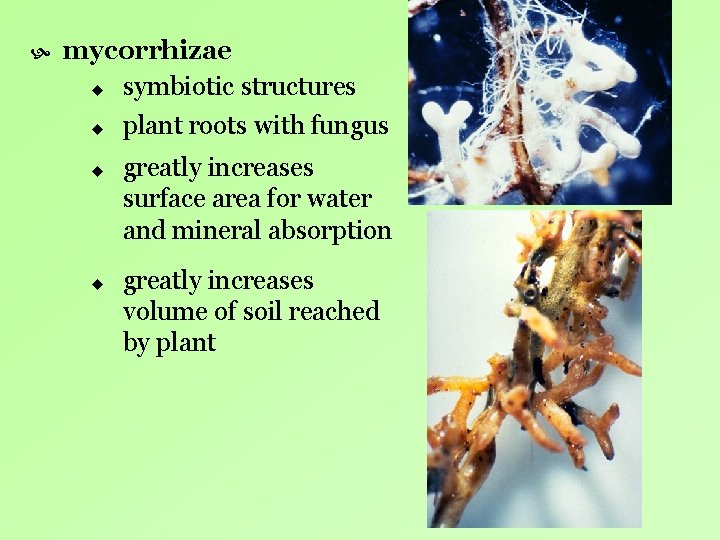 mycorrhizae u symbiotic structures u u u plant roots with fungus greatly increases mycorrhizae u symbiotic structures u u u plant roots with fungus greatly increases