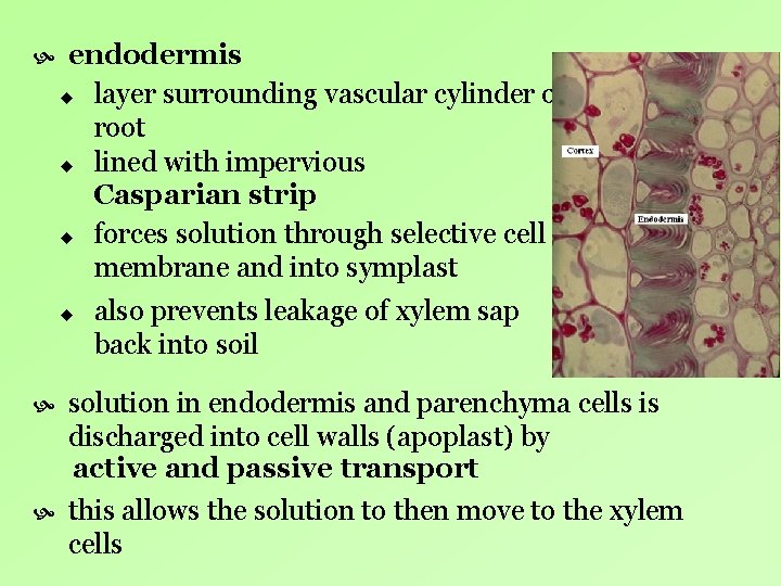 endodermis u layer surrounding vascular cylinder of root u lined with impervious Casparian endodermis u layer surrounding vascular cylinder of root u lined with impervious Casparian