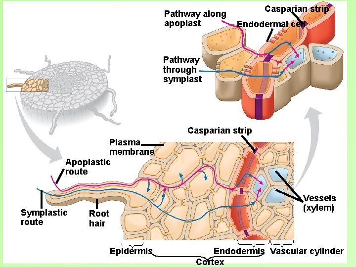 Pathway along apoplast Casparian strip Endodermal cell Pathway through symplast Casparian strip Plasma membrane Pathway along apoplast Casparian strip Endodermal cell Pathway through symplast Casparian strip Plasma membrane