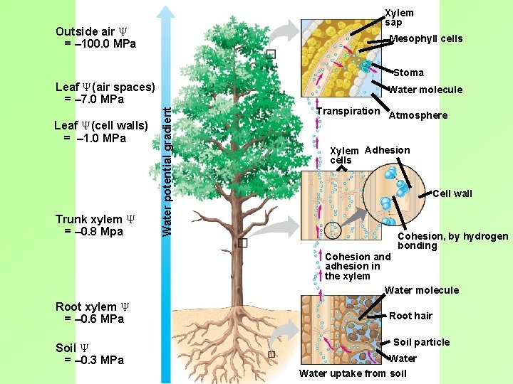 Xylem sap Outside air Ψ = – 100. 0 MPa Mesophyll cells Stoma Leaf Xylem sap Outside air Ψ = – 100. 0 MPa Mesophyll cells Stoma Leaf